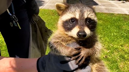 Mama Raccoon Hid All Her Babies On A Balcony