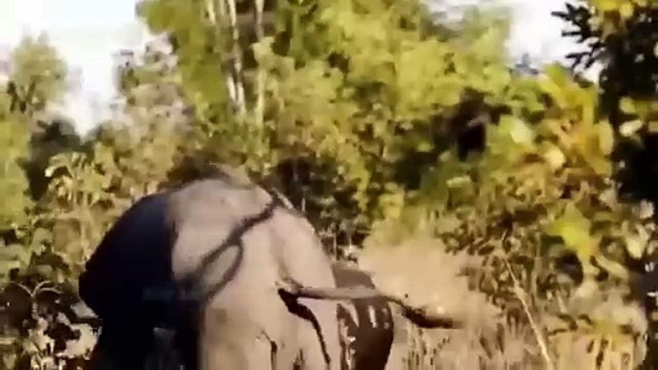 LIONS DO TO SURVIVE