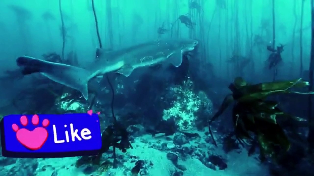 MARINE ANIMALS