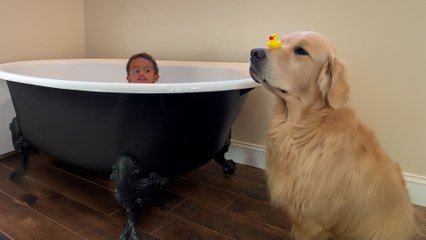 Golden Retriever "Funcle" Gets The Best Promotion