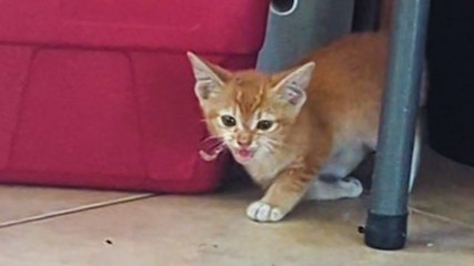 Woman Finds A Kitten With Broken Leg In Her House