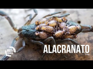 ¿Quiénes son los cabecillas del “alacranato”? Esto dijo Juan Carlos Alvarado