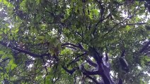 Rainy Day Magic: Mango Tree & Droplets in Perfect Harmony ️