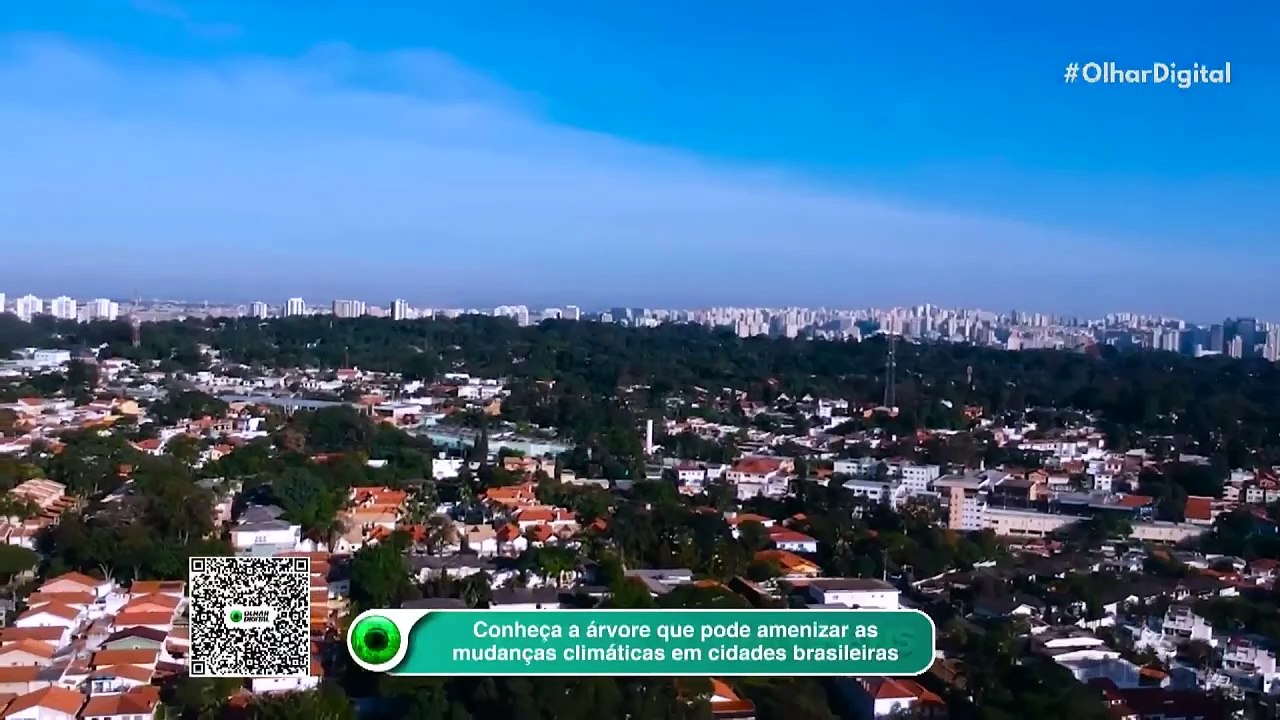 Conheça a árvore que pode amenizar as mudanças climáticas em cidades brasileiras