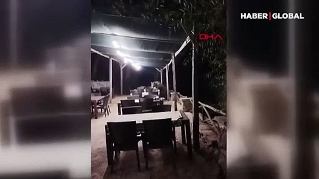 Ankara'da restoran bahçesine giren ayı masadaki şekerleri yedi