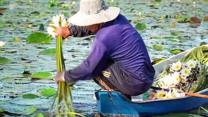 TRỒNG HOA SÚNG TRÊN ĐẤT RUỘNG KIẾM NỬA TRIỆU ĐỒNG MỖI NGÀY