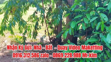 Đất Dầu Tiếng | Ngộp lắm anh em oi View hồ dầu Tiếng 10 x 112 giá rẽ #579