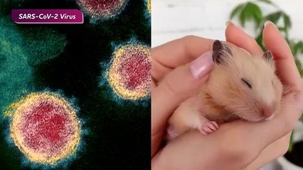 Viruses & Vaccine: How Do Vaccine work?