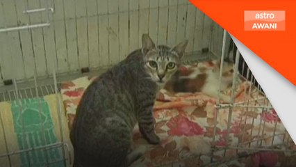 Penganiayaan haiwan: Pihak berkuasa perlu tegas ambil tindakan