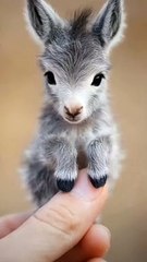 Allah ke kudrat ke najare pets and animal