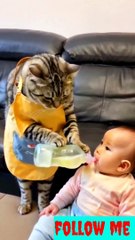 Funny cat #naturalbeauty933#natural#beauty#night#hotvideo#foryou#trenfungvideo#trendvideo#newvideo#dailymotion#sgortvideo#animals#catfunny#funnycat