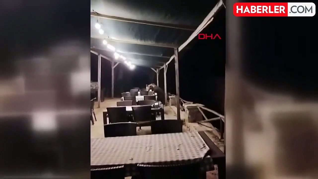 Ayı restoran bahçesinde şeker yedi