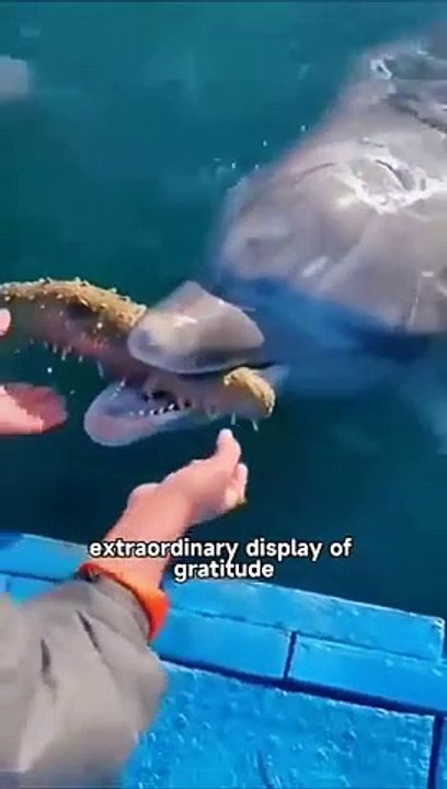 Dolphin happy