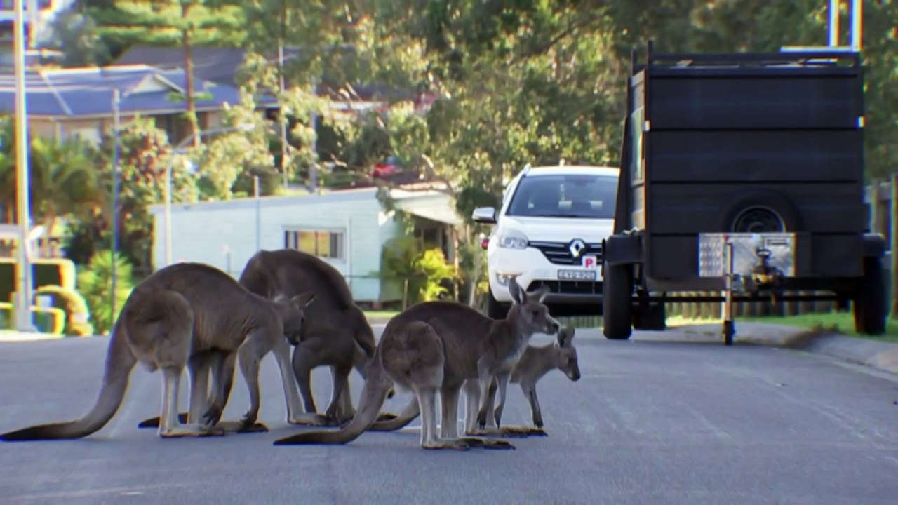 Dozens of kangaroos are flocking to Wyee Point, prompting safety concerns