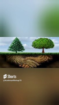 plants communication in Urdu | پودے کیسے ایک دوسرے سے بات کرتے ہیں ؟ | #shorts #viral #viralvideo