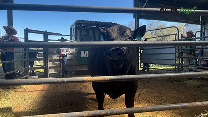 Bull cracks six-figure mark at Milwillah sale | The Land