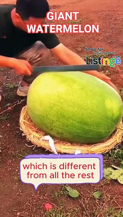 Gian Watermelon Latest Technology
