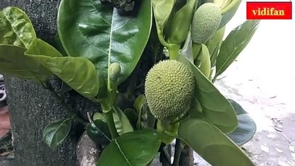 18 year old jackfruit tree bearing fruit