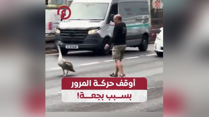 أوقف حركة المرور بسبب بجعة!