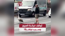 أوقف حركة المرور بسبب بجعة!
