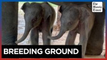 Rare twin elephants born in southern Myanmar
