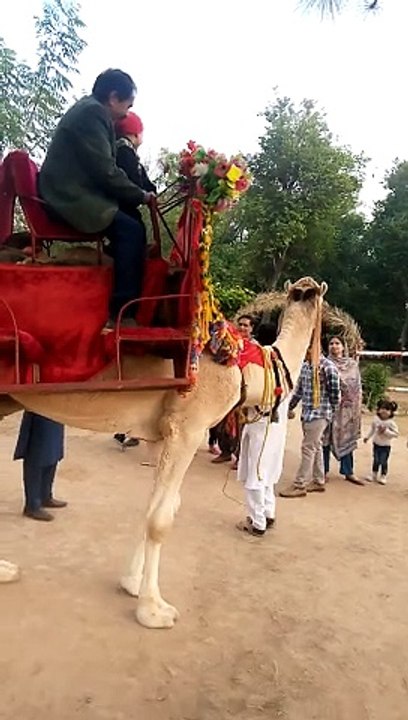 camel drive