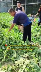 Big watermelons, big smiles.  Happy harvesting da