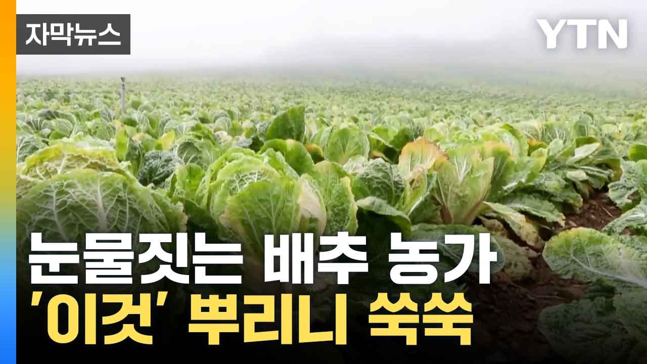 [자막뉴스] 전국 최대 규모 고랭지 단지 '쑥대밭'...죽어가던 배추 살린 '이것'...