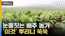 [자막뉴스] 전국 최대 규모 고랭지 단지 '쑥대밭'...죽어가던 배추 살린 '이것' / YTN