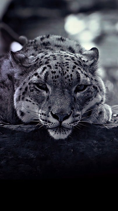 Staring Contest with a Snow Leopard: Who Will Blink First?  #Viral #Trending #Wildlife #Nature #EpicMoment