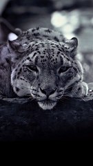 Staring Contest with a Snow Leopard: Who Will Blink First?  #Viral #Trending #Wildlife #Nature #EpicMoment