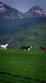 Majestic Horses Captured by Drone in Albania’s Countryside! #Viral #Trending #Wildlife #Nature #EpicMoment