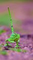 Chameleon Walks Gracefully, But Faces Danger Due to Village Myths! #Viral #Trending #Wildlife #Nature #EpicMoment