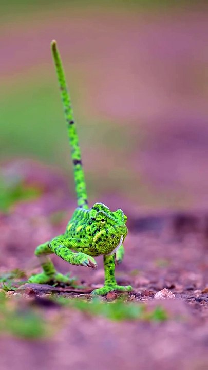 Chameleon Walks Gracefully, But Faces Danger Due to Village Myths! #Viral #Trending #Wildlife #Nature #EpicMoment