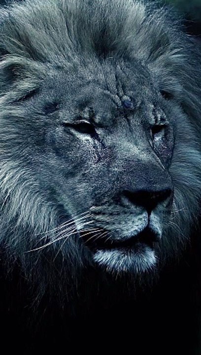 Locking Eyes with the King: A Chilling Encounter!  #Viral #Trending #Wildlife #Nature #EpicMoment