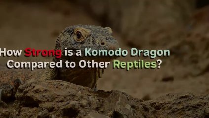 How Strong is a Komodo Dragon Compared to Other Reptiles？