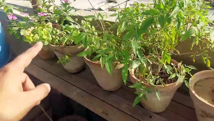 flowers variety in my rooftop garden میرے چھت والے باغ میں پھولوں کی اقسام छत पर फूलों की विविधता