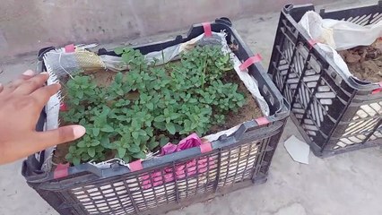 How to grow lots of mint at home using waste material and kitchen waste, zero cost gardening..