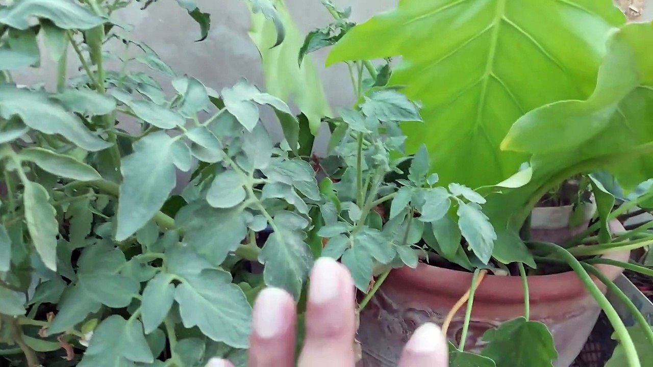 dher saray tamatar aik poday say kese len ढेर सारे टमाटर ایک پودے سے بہت سارے ٹماٹر کیسے لیں؟