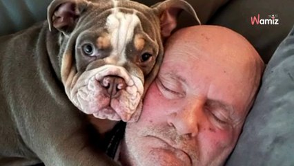 Il fait une sieste avec son chien : au réveil il manque de s'évanouir en voyant la tache sur le canapé (vidéo)