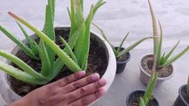 Aloevera Repotting and Care l एलोवेरा के पौधे की देखभाल कैसे करें l elovera kee dekhabhaal