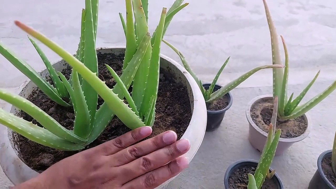 Aloevera Repotting and Care l एलोवेरा के पौधे की देखभाल कैसे करें l elovera kee dekhabhaal