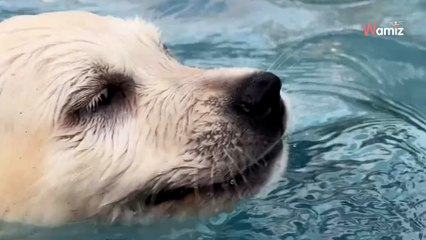 « Nous sommes fans » : l’acteur Neil Patrick Harris présente Bianca, son adorable chienne