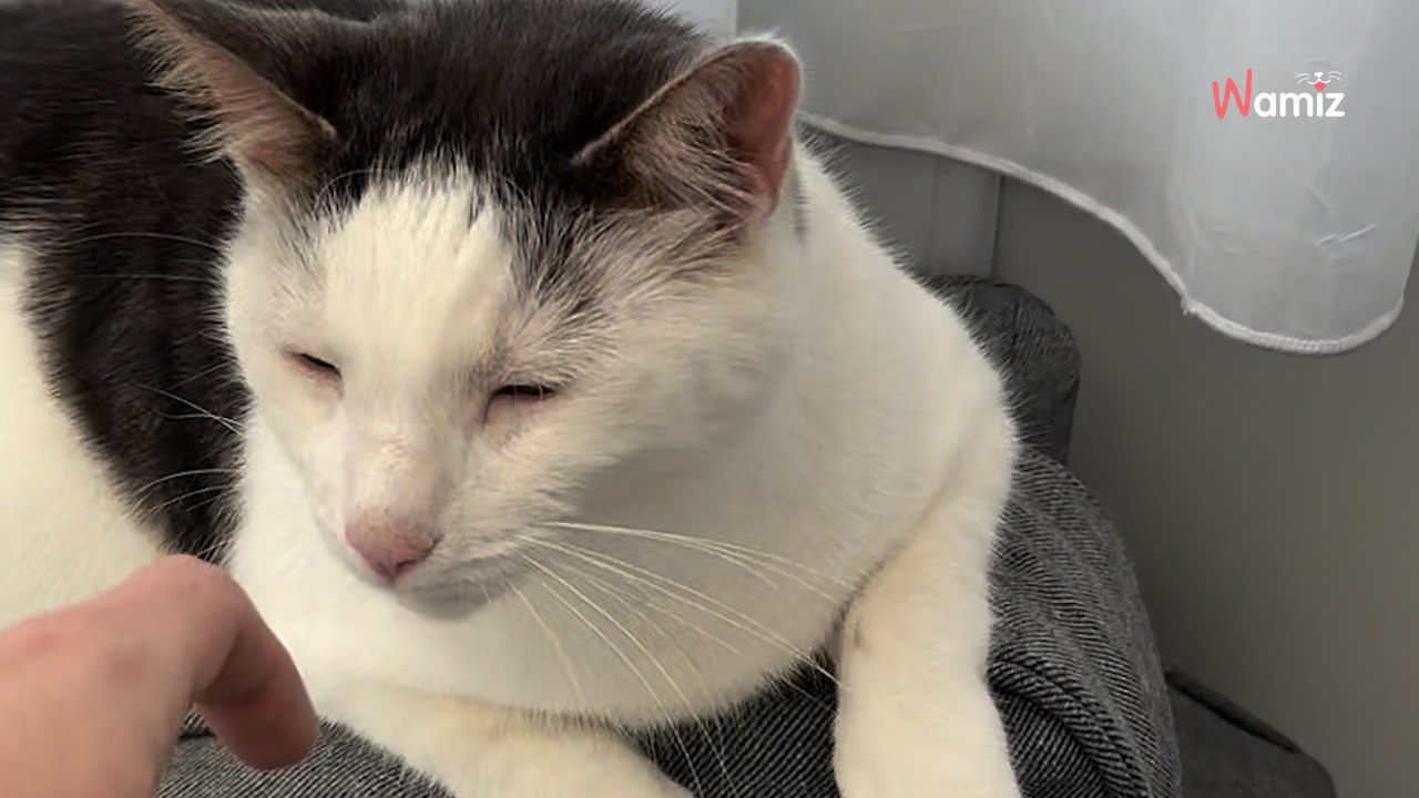 Elle découvre son chat apeuré dans le salon : quand elle trouve la cause, elle éclate de rire (vidéo)