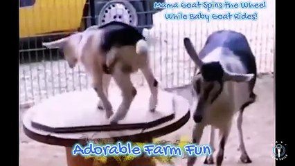 Adorable Farm Fun- Mama Goat Spins the Wheel While Baby Goat Rides, Sheep Rams Fisherman from Behind