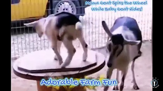 Adorable Farm Fun- Mama Goat Spins the Wheel While Baby Goat Rides, Sheep Rams Fisherman from Behind