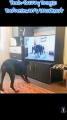 Tech-Savvy Dogs: Doberman's Workout & Gamer Shiba's Meltdown!