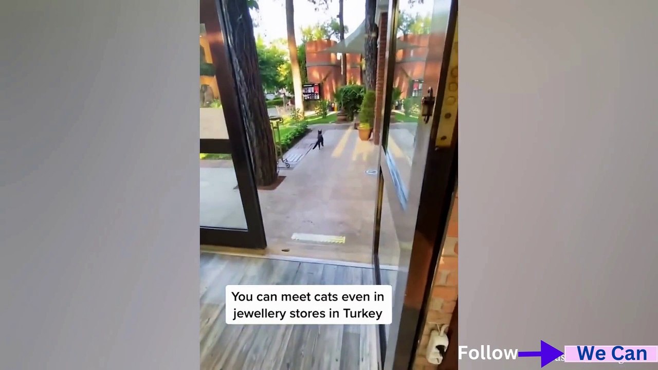 Hilarious Cat Videos to Make You Laugh in 2024 l 2024  کی مضحکہ خیز بلی کی ویڈیوز آپ کو ہنستے ہوئے ہار جاتے ہیں lWe Can