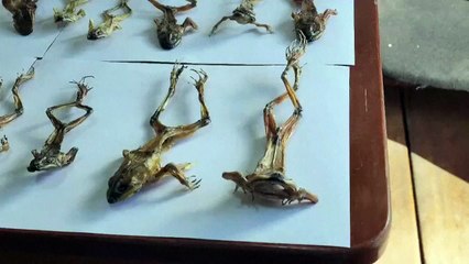 سلطات البيرو تصادر المئات من ضفادع "فياغرا الإنكا" المحفزة جنسيا