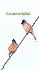 Red vented bulbul